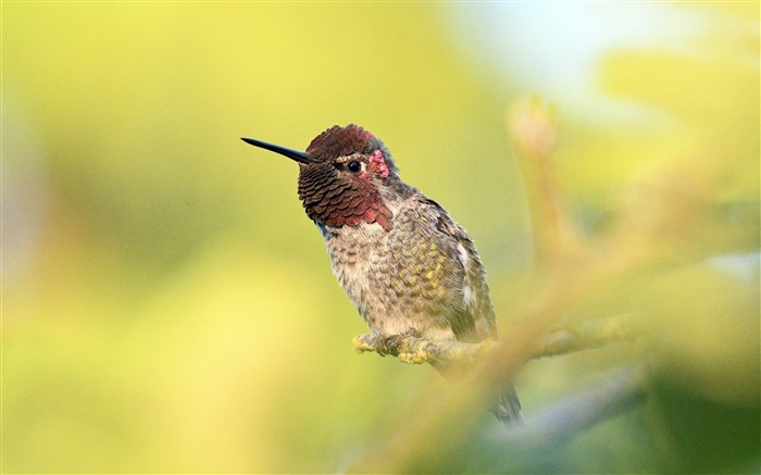 Hummingbird Beak 2022 Bird Animal 5K Photo Views:5260 Date:2022/1/23 16:13:00