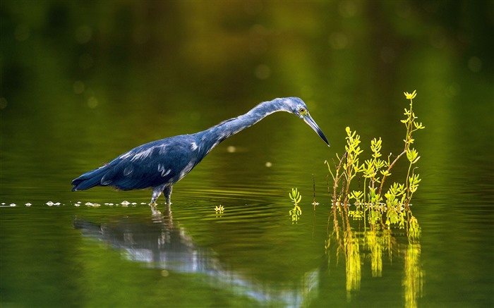 Little blue heron Cuba 2022 Animal Birds HD Photo Views:5197 Date:2022/1/23 16:01:41