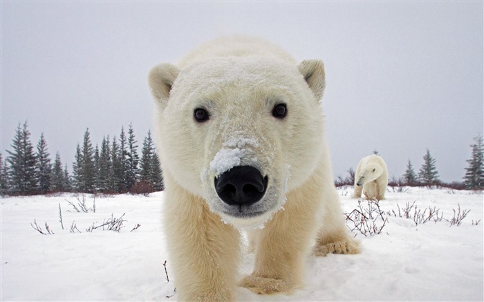 Polar bear Canada 2022 Animal World HD Photo Views:7049 Date:2022/1/23 15:53:06