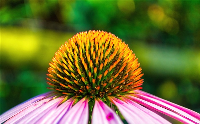 Purple Coneflower 2022 Plants 4K Closeup Views:4169 Date:2022/1/20 16:41:58