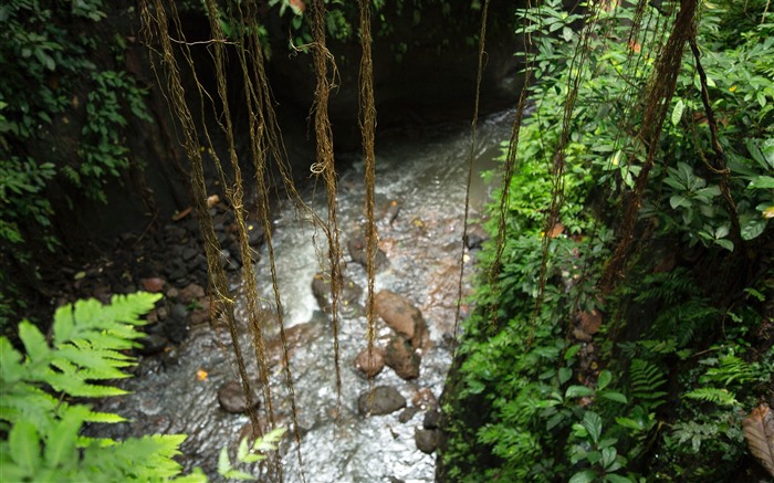 Tropical Rainforest River 2021 Bing 5K Photo Views:4817 Date:2022/1/25 15:47:38