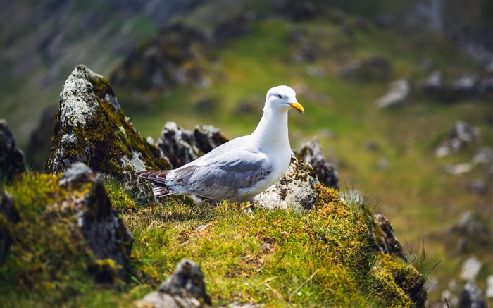 Bonito, Gaivota de Neve, 2022, Ilha Snowdon, Reino Unido, 5k, Foto Visualizações:5273