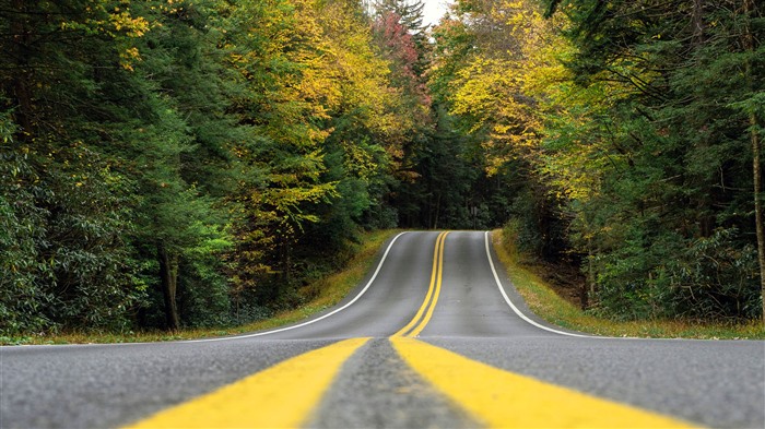 Estrada de asfalto, luz solar, 2022, floresta, outono, 5k, foto Visualizações:6982