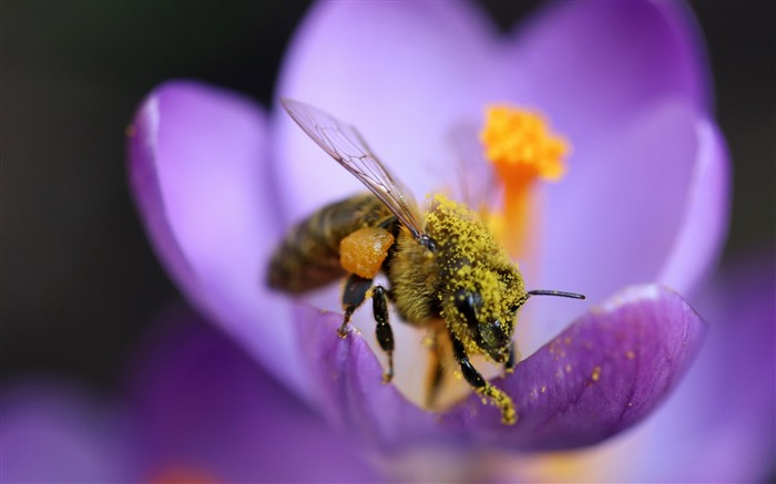 Bee Crocuses Flower 2022 Plant 5K Macro Photo Views:4943 Date:2022/4/19 19:55:15