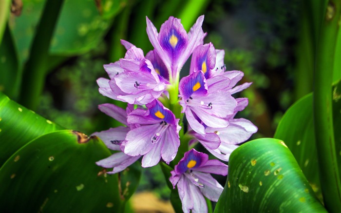 Purple Daffodils Flowers 2022 Plants 5K Closeup Views:6403 Date:2022/4/19 20:01:05