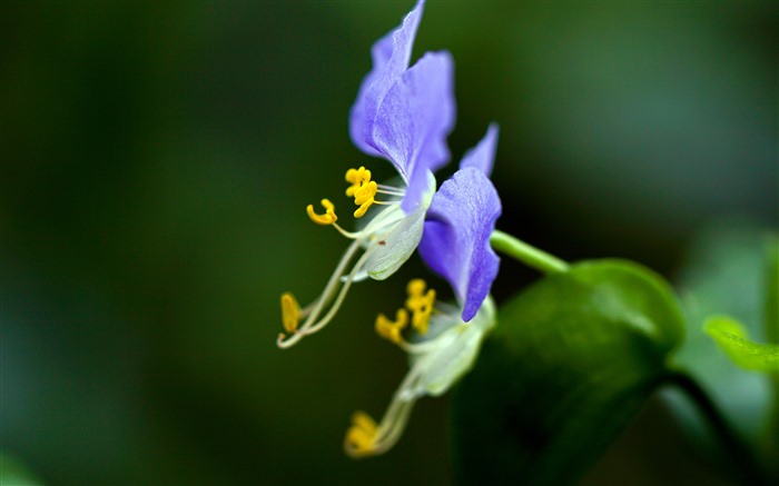 Purple Flower 2022 Plant Petal 5K Closeup Views:4815 Date:2022/4/19 19:48:05