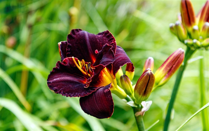 Flores, Plantas, 2022, Primavera, 5K, HD, Fotografía Vistas:19300