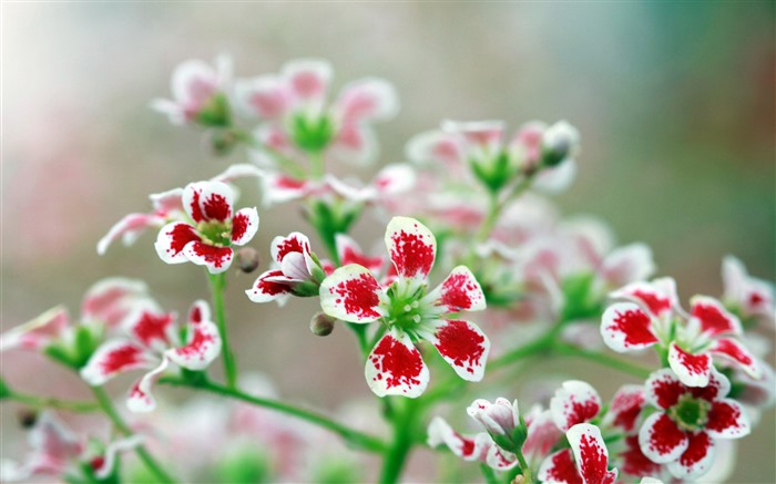 Red Flowers 2022 Plant 5K Bokeh Photo Views:5664 Date:2022/4/19 19:58:54