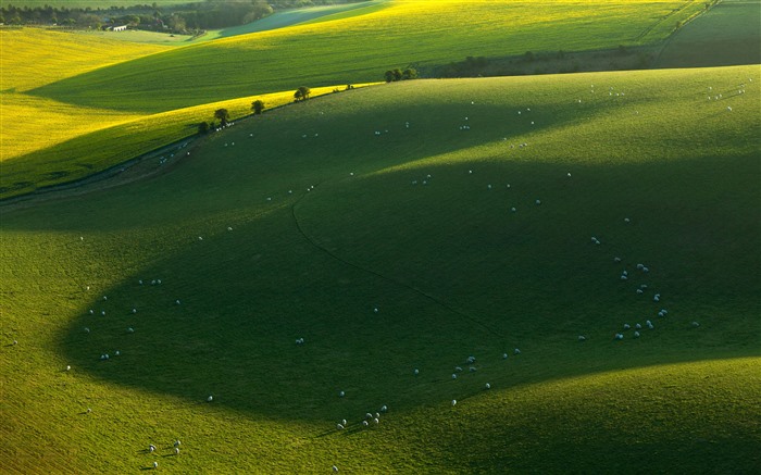 Ovelhas, Primavera, South Downs National Park, 2022, Bing, 5k, Foto Visualizações:9007