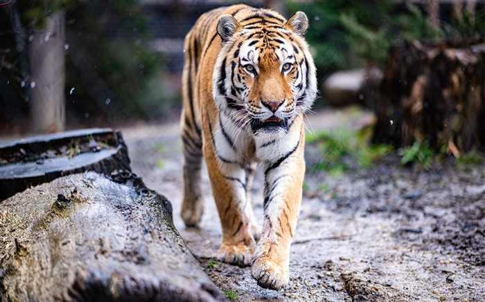 Tigre, mouvement, 2022, roi de forêt, 5k, photo Vues:4991