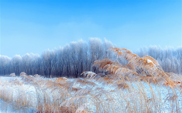 Mongolie intérieure, hiver, herbe, arbre, neige, 5k Vues:7754