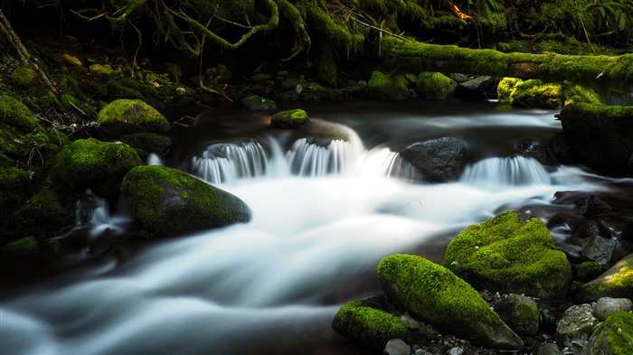 Forêt primitive, mousse, rivière, ruisseau, pierres, 4k, photo Vues:6663