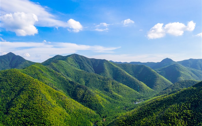 夏、竹の森、旅行、丘、風景、5K ブラウズ:5750