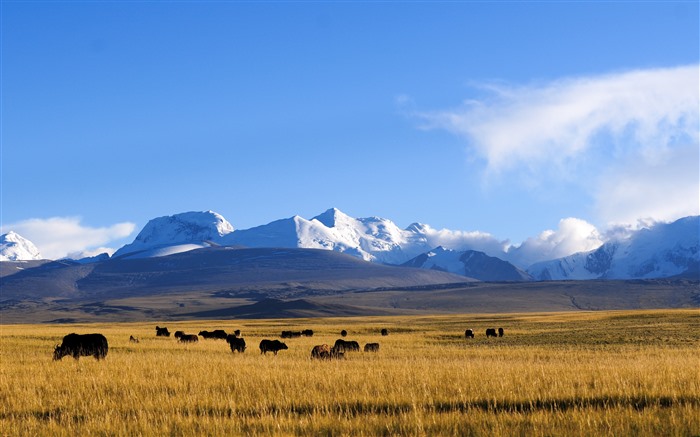 Tibet, plateau, prairies, montagnes de neige, yak, 4K Vues:11005