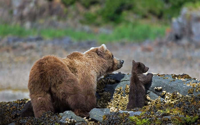 Brown Bear Katmai National Park Alaska Bing 5K Views:4895 Date:2022/6/25 9:39:38