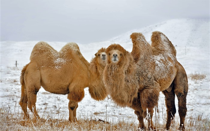 Kazakhstan Bactrian Camels 2022 Bing 5K Photo Views:5248 Date:2022/6/25 9:17:35