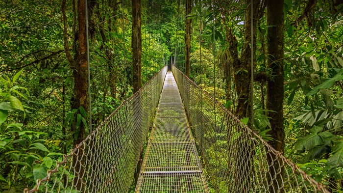 Monteverde Cloud Forest, Costa Rica, Bing, 5k, foto Visualizações:5340