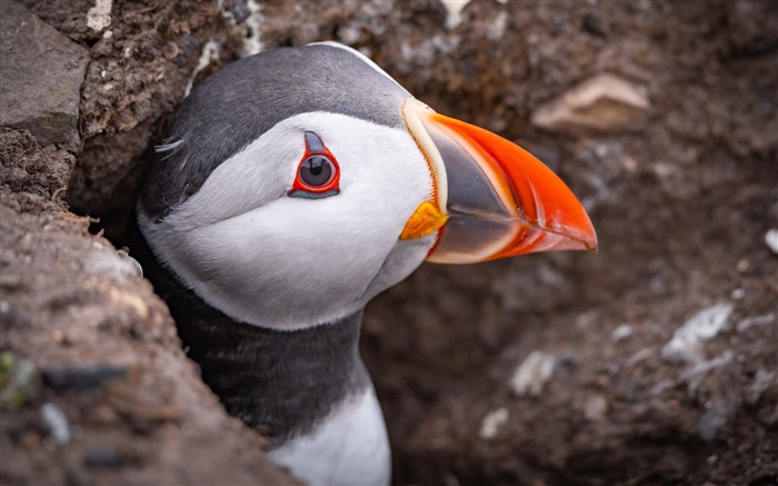 Puffin, mignon, oiseaux, ?les Farne, Royaume-Uni, 4K Vues:4416