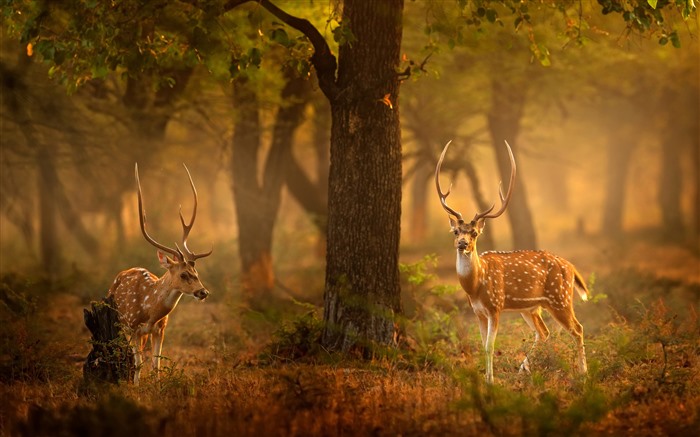 Deers tachetés, parc national de Ranthambore, Inde, 4K, Bing, photo Vues:6952