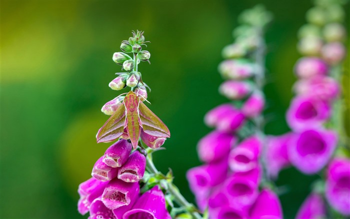 Elephant Hawk Moth, Foxglove Flower, Plant, Bing, 5K Vistas:4118