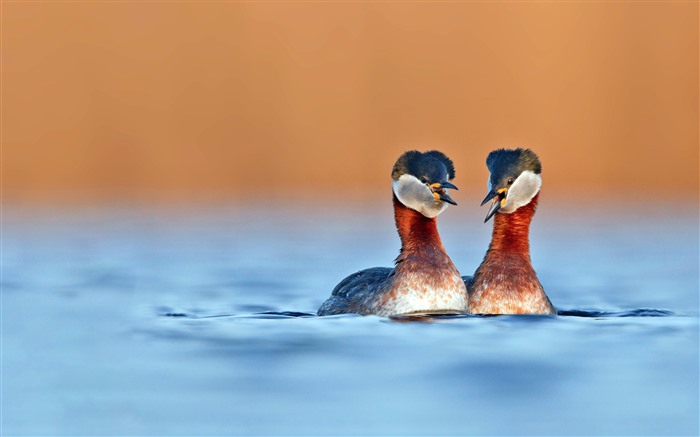 Grebes à cou rouge, Allemagne, 2022, Bing, 5k, photo Vues:4293