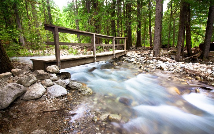 Jungle, River, North Cascades Park, EE. UU., 5K Vistas:5335