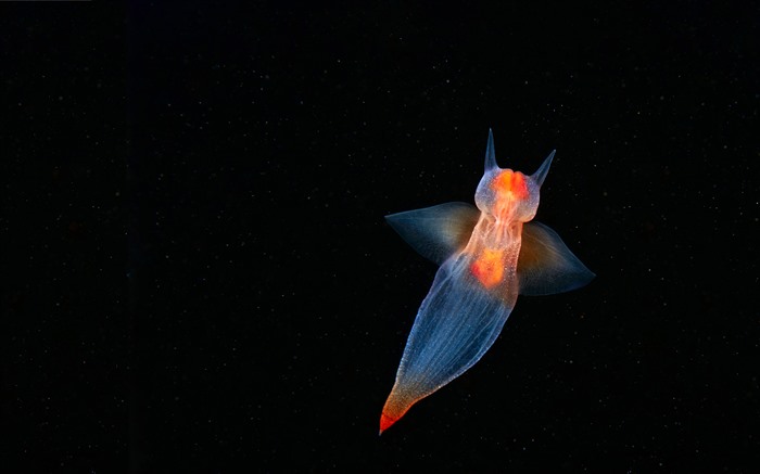 深海生物，海洋天使，2022年，Bing，5k 查看次數:5362