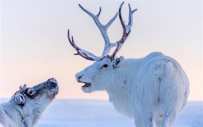 Hiver froid, animaux sauvages, rennes, nord de la Sibérie, 5K Vues:3888