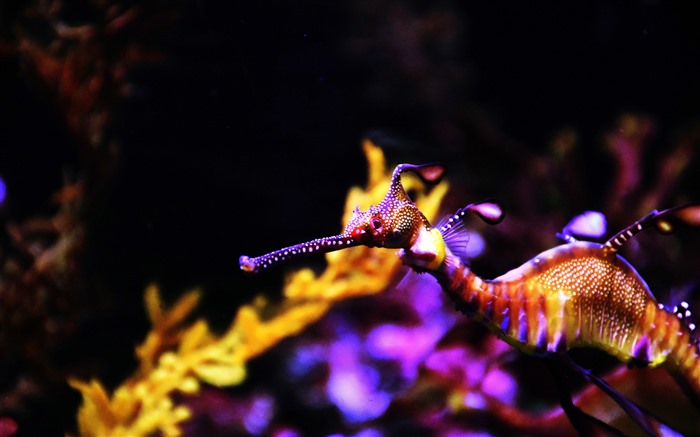 深海、海、生き物、水族館魚、タツノオトシゴ、5K ブラウズ:3702