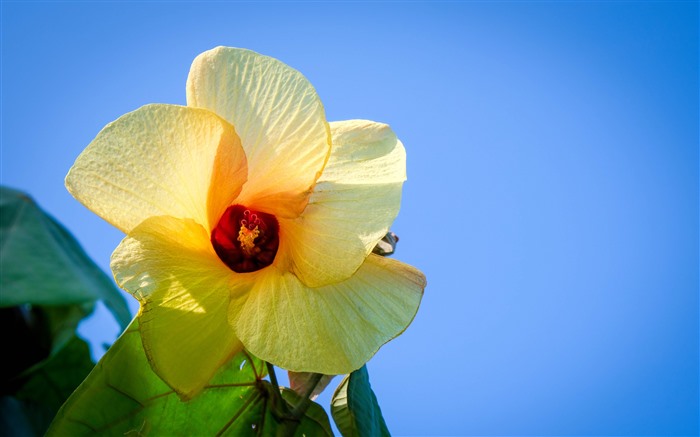 Hollyhock, Flor, Katara Beach, Doha, Catar, 5k Visualizações:3710