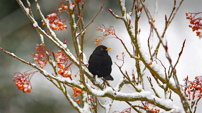 Blackbird Essex Jungle Winter England Bing 4K Views:3822 Date:2023/1/29 6:03:09