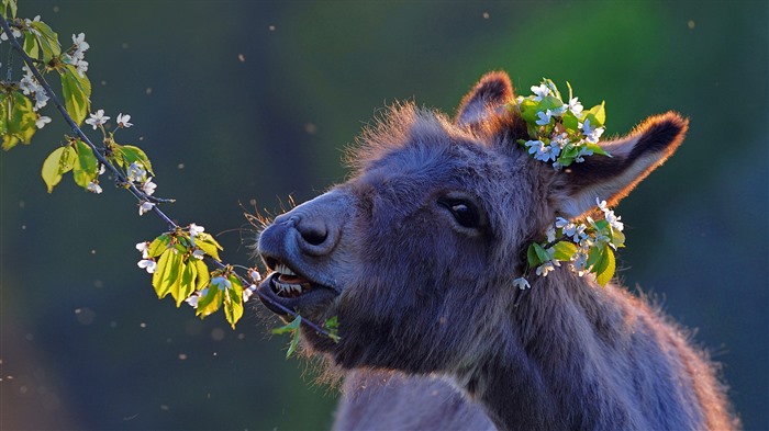 Domestic Donkey Feeding Cherry Twigs Bing 5K Views:4102 Date:2023/1/14 13:17:23