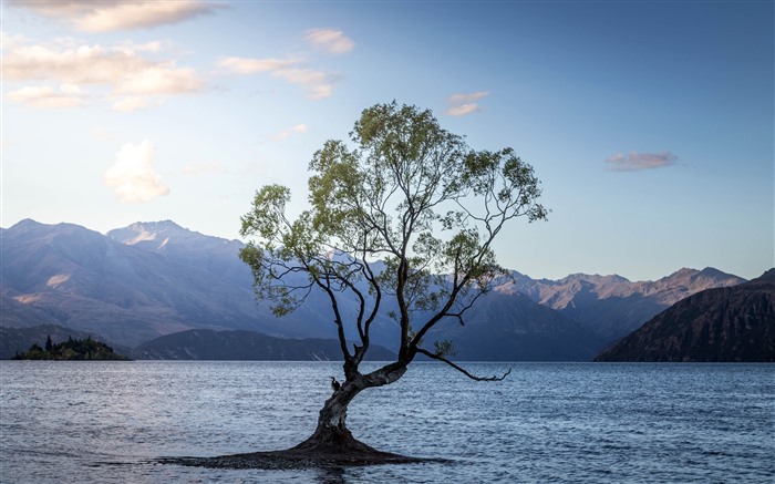 Lago, árvore solitária, wanaka, Nova Zelandia, 5k Visualizações:4156