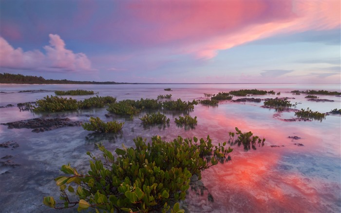 Mangrove Guanahacabibes Park Cuba Bing 5K Views:4405 Date:2023/1/29 6:20:28