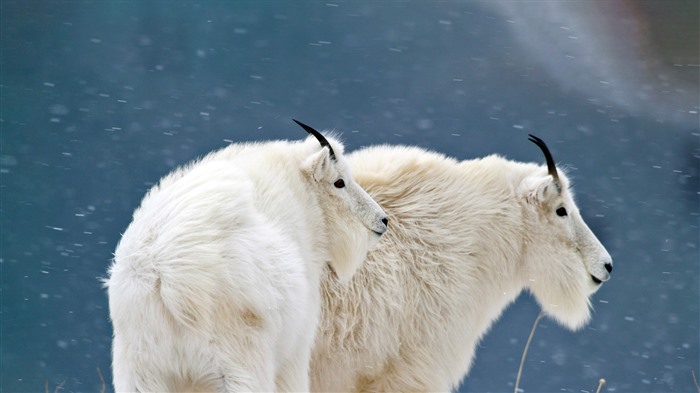 Mountain Goats Glacier National Park Montana Bing 5K Views:4805 Date:2023/1/14 13:37:08