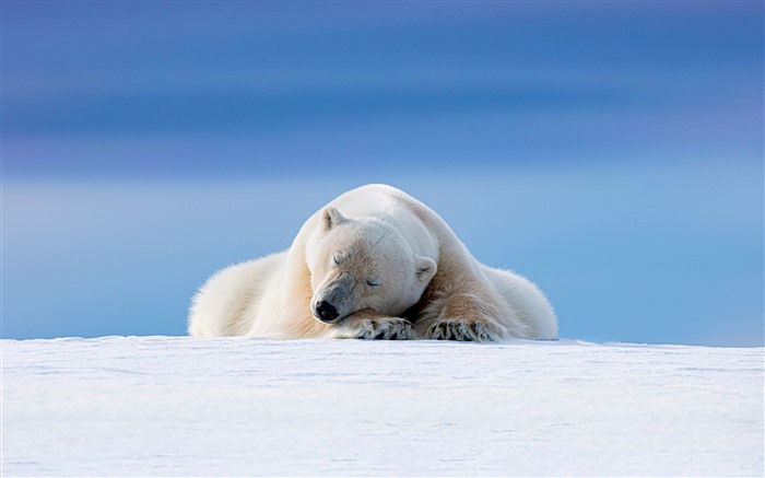 Oso Polar, Svalbard, Noruega, 2023, Bing, 5K Vistas:4604