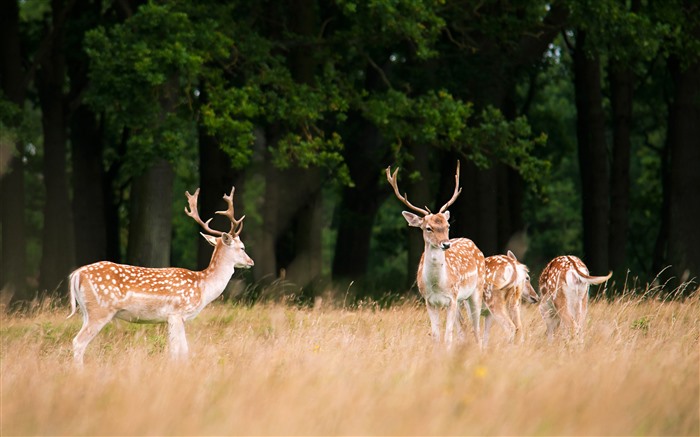 Sika Deer Phoenix Park Dublin Ireland 5K Views:4268 Date:2023/1/15 4:34:36