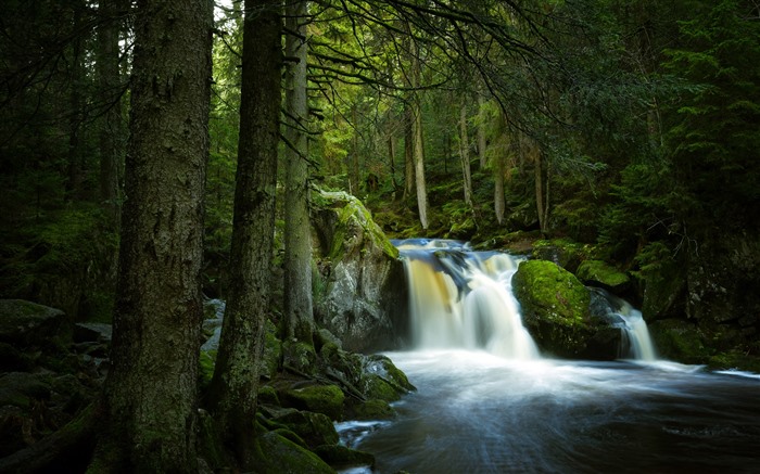 Tropical, Ecological Trainforest, Waterfall, Moss, 5K Vistas:4226