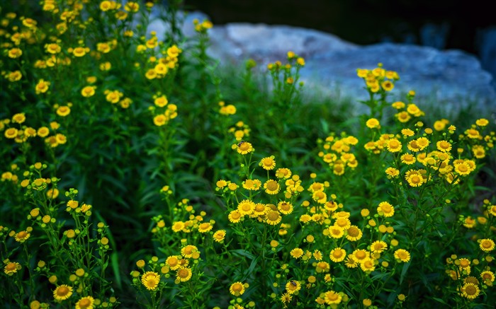 Autumn Night Grass Yellow Small Chrysanthemums 5K Views:3937 Date:2023/2/26 1:50:50