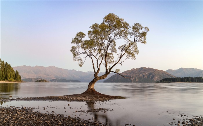 Lago, árvore, manhã, wanaka, Nova Zelândia, 5k Visualizações:3994