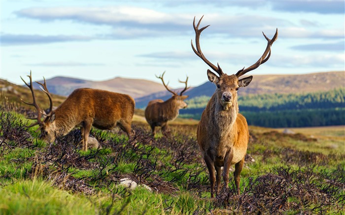 Parque úmido, Deer, Loch Muick, Ballater, Reino Unido, 5k Visualizações:3746