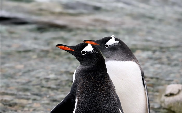 Continente Antártico, montanhas, dois pinguins, close -up, 5k Visualizações:3232