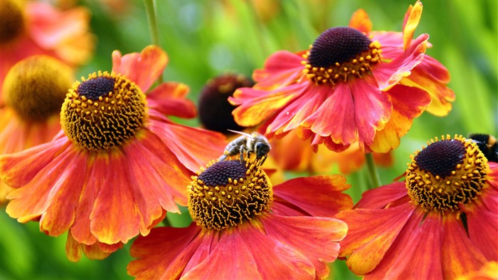 Melas, Flor, Sheffield, Inglaterra, 2023, Bing, 4k Visualizações:3797