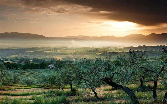 Oliveraie, vallée, lumière du soleil, Bevagna, Italie, 2023, Bing, 4K Vues:3692