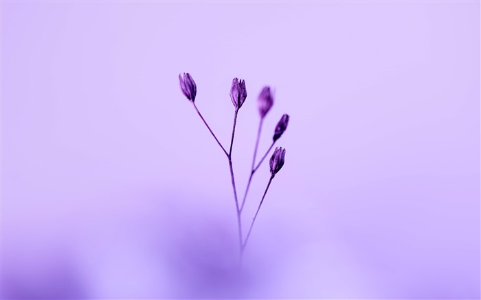 Pologne, élever des fleurs, violet, plante, macro, 5K Vues:3649