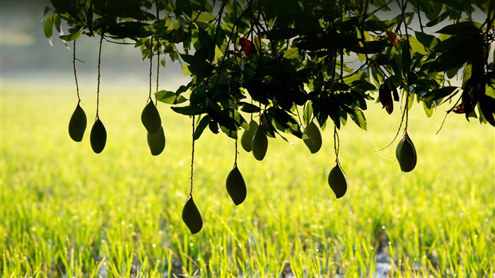 Mangues mûrissantes sur un arbre, Inde, 2023, Bing, 4K Vues:3537