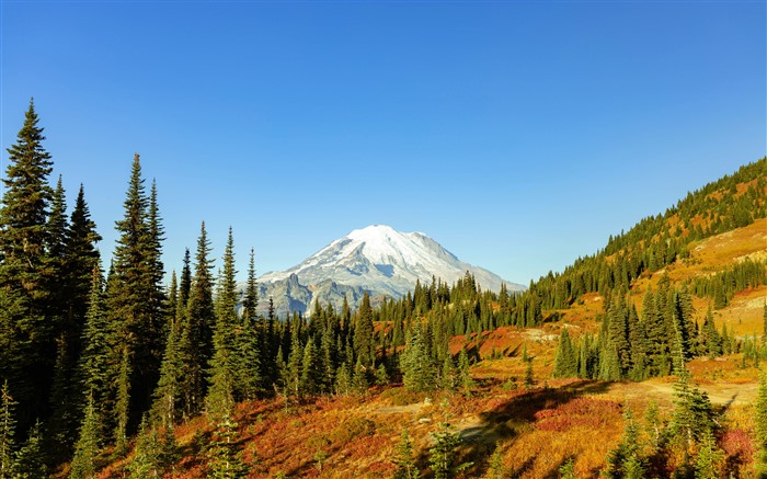 Montanha de neve, selva, declive, árvores, outono, 5K Visualizações:3800