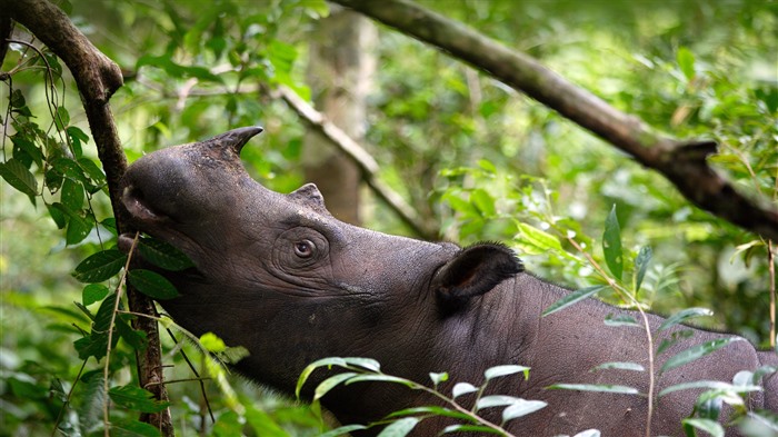 Sumatran Rhino, Way Kambas, Indonésia, 2023, Bing, 4K Visualizações:3281