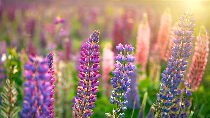 Lupin sauvage, violet, bleu, soleil, 2023, Bing, 4k Vues:4555