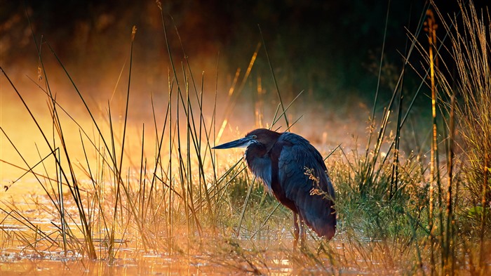 Goliath Heron, Parc National Kruger, Afrique du Sud, Bing, 4K Vues:3730